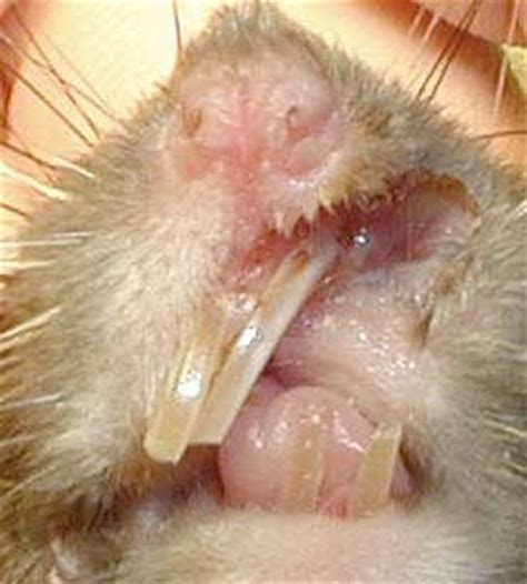 Rat teeth | Weird creepy things | Pinterest | Teeth and Rats