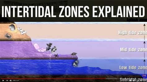 How Do Crabs Survive In The Intertidal Zone? Top Answer Update ...