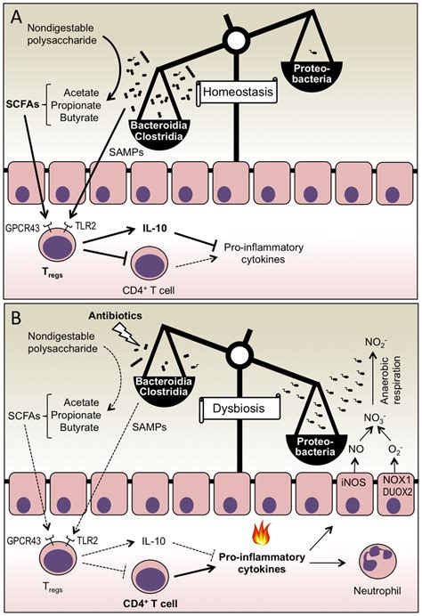 Colonization resistance against Proteobacteria is mediated by... | Download Scientific Diagram