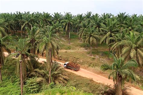 Where Are Indonesia's Palm Oil Plantations Located? - WorldAtlas