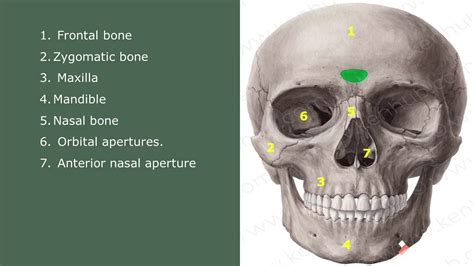 Skull Practical ,Norma Frontalis , Verticalis and Occipitalis - YouTube