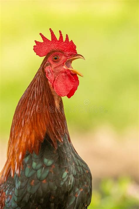 Wild Rooster Chicken Crowing Stock Image - Image of wild, poultry ...