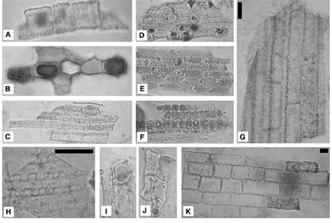 Articulated phytoliths. (a) Bulliform cells in lateral view; (b ...