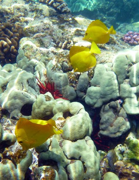 Captain Cook Snorkeling Tours at Kealakekua Bay