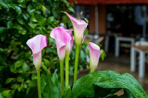 Growing Calla Lilies | ThriftyFun