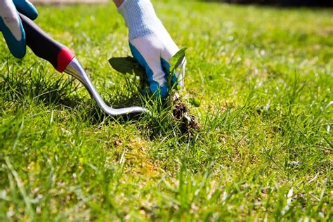 9 Easy Ways How To Get Rid Of A Lawn Full Of Weeds