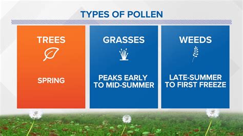 Pollen increases in New England causes allergy season extension | fox61.com