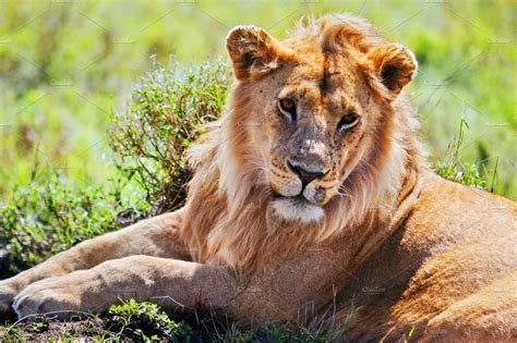 Adult lion lying on african savanna featuring lion, male, and king ...