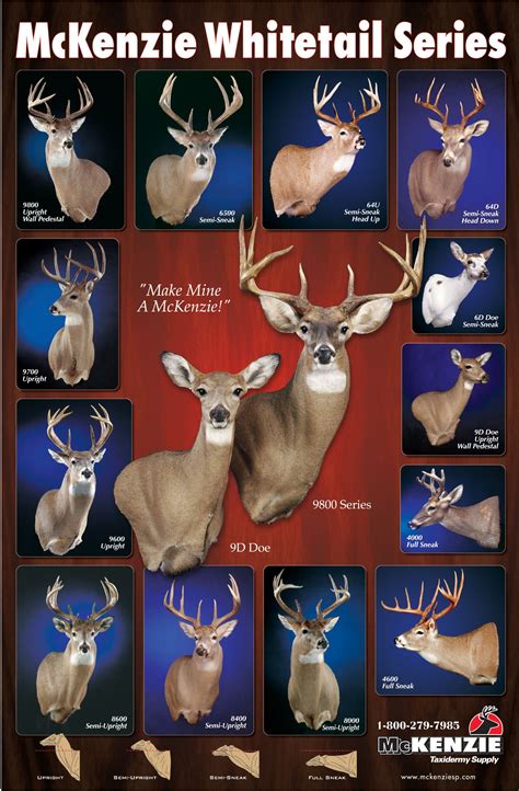 Pin by Tina Jones on Mancave | Deer mounts, Deer hunting tips, Deer antler crafts