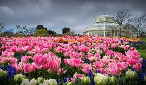 Buses To The Botanic Gardens Dublin | Fasci Garden