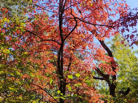 Brilliant Fall Colors - Appalachian Forest Autumn Foliage Stock Photo ...