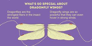 30 Interesting Dragonfly Facts (2024) | Fact Retriever