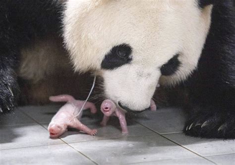 Giant Panda: Taxonomy, Habitat, Conservation status - My wildlife world