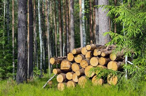 What Does Purchasing Sustainable Wood Mean? - Global Wood Source.