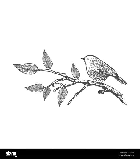 Simple Bird On Branch Drawing