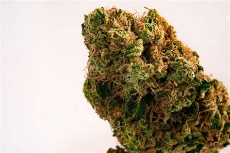 GMO Strain - IndoGrow