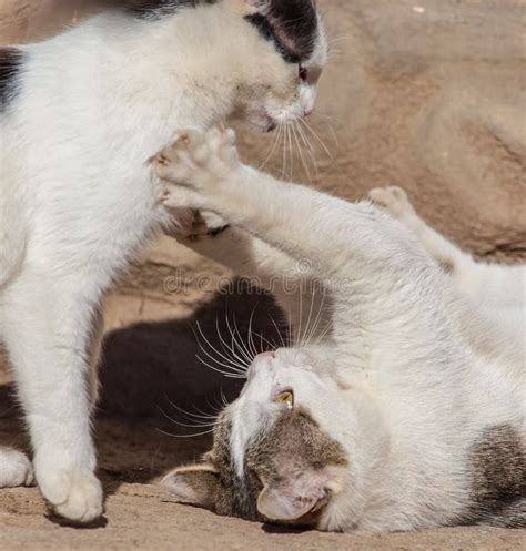 Two Cats Fighting in Nature Stock Photo - Image of small, nature: 140356388