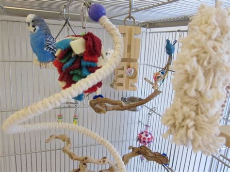 Budgie Cages: How to Set-Up Your Parakeet’s Cage with Toys and Perches | Budgies, Parakeet ...