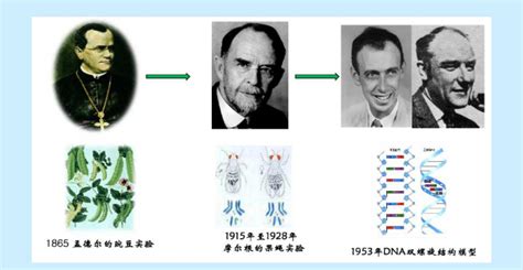 什么是基因，基因=DNA吗？（基因系列2）