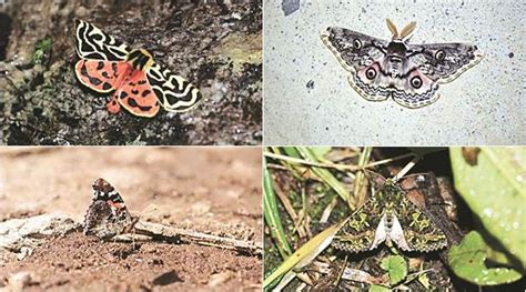 Climate change driving butterflies, moths higher up Himalayas: study | India News - The Indian ...