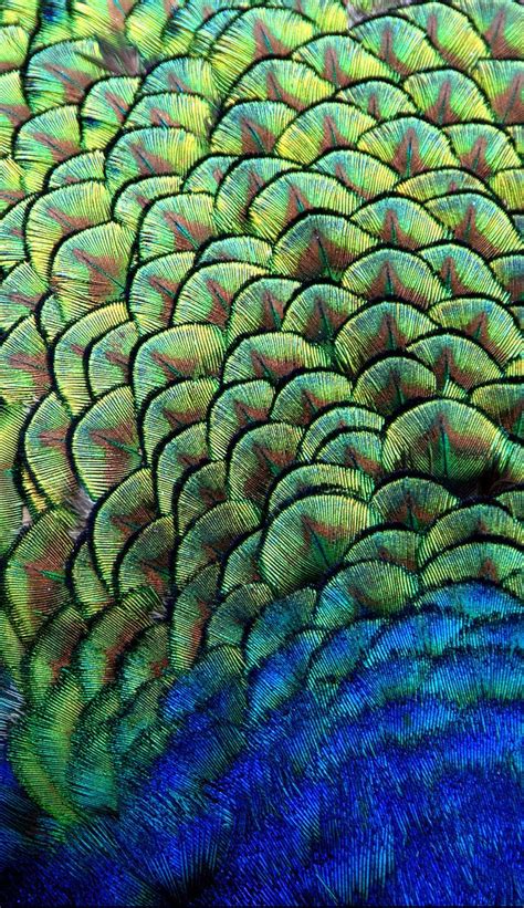 Peacock | Patterns in nature, Feather texture, Peacock