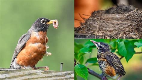 Robin Nesting Habits: How to Find Nests & 5 Nest Behaviors To Observe