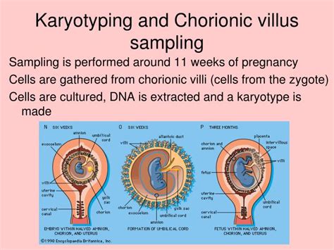 PPT - Genetics PowerPoint Presentation - ID:3127145