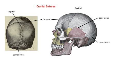 The lambdoidal _ _ _ _ _ _ is the immovable joint between the parietal ...