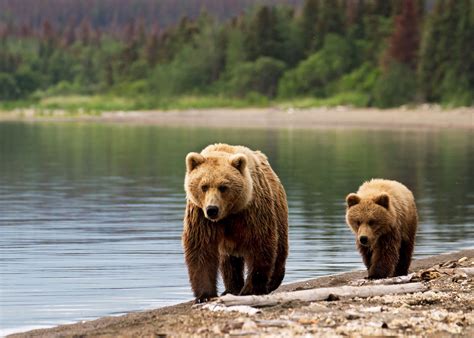 Wildlife in Canada, Alaska & the Arctic | Audley Travel