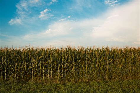 Protecting Corn Crops and Fields | Avian Control