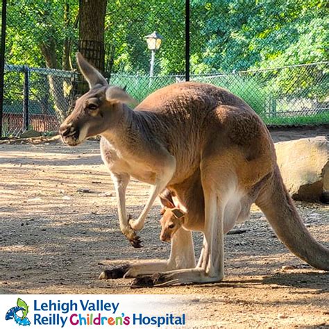 Lehigh Valley Zoo Welcomes Another 'Roo - Lehigh Valley Zoo