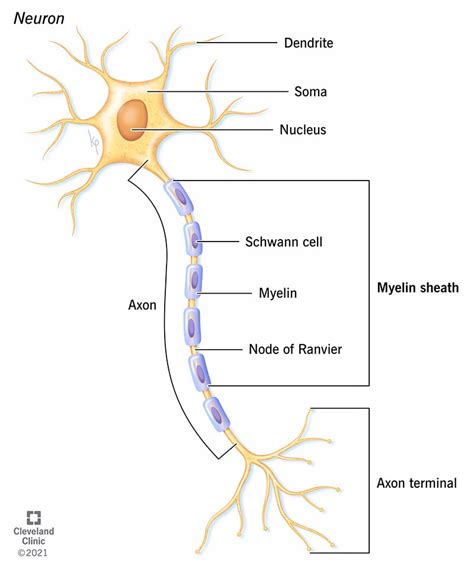 axon terminal diagram - NaelaZeineb