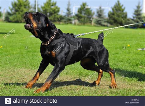 Rottweiler Dog Barking Stock Photos & Rottweiler Dog Barking Stock ...