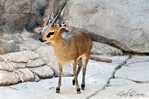 baby klipspringer | Cute puppies, Animals, Pets cats