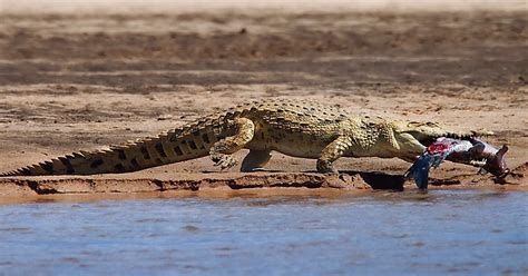 What Do Crocodiles Eat? - Learn About Nature