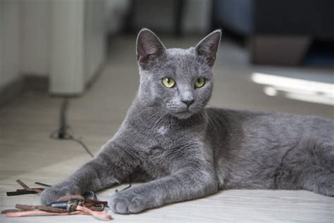 Korat Cat Breed - Facts, Origin, History and Personality Traits