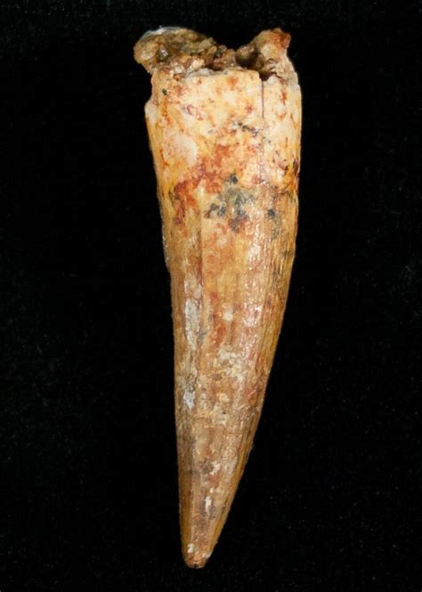 Nice Fossil Crocodile Tooth - Cretaceous (#6969) For Sale - FossilEra.com