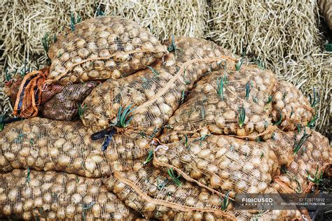 Sacks of onion sets heaped up — england, allotment - Stock Photo ...