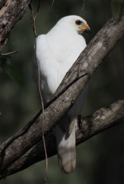 Richard Waring's Birds of Australia: Grey Goshawk - White Morph