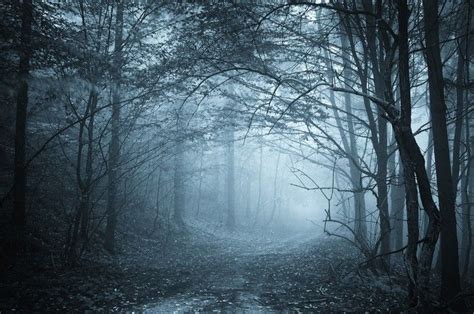 Wall Mural blue light in a mysterious forest with fog - PIXERS.US | Creepy woods, Halloween ...