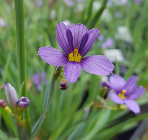 Sisyrinchium angustifolium 'Lucerne' (blue-eyed grass)