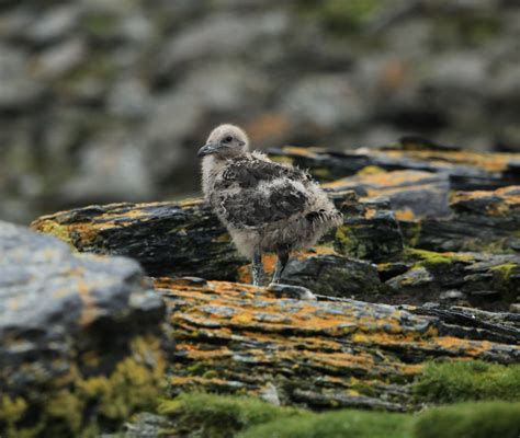 Brown Skua chick | At Shingle Cove, on Coronation Island in … | Flickr - Photo Sharing!