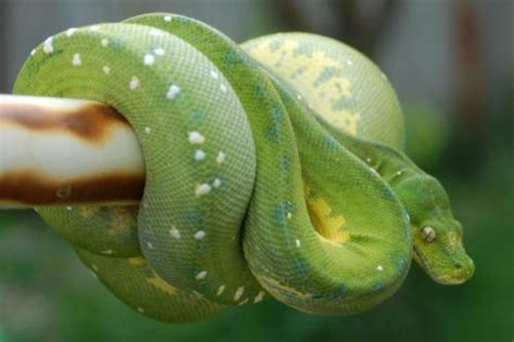 Green Tree Python Facts | Anatomy, Diet, Habitat, Behavior - Animals Time