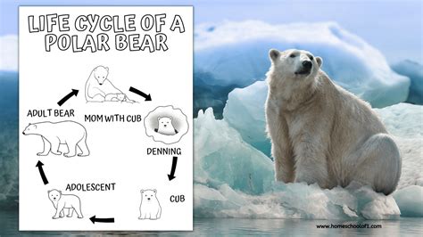 Polar Bear Life Cycle Infographic Diagram Stock Vecto - vrogue.co