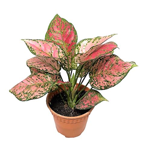 Aglaonema Red Valentine