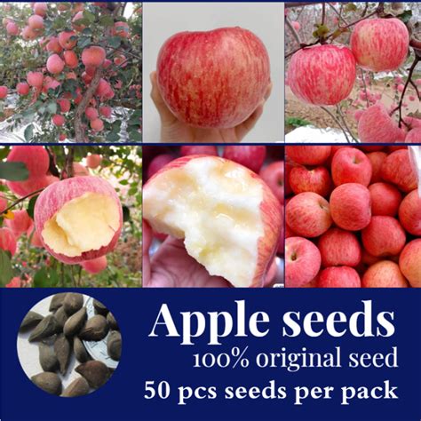 Bonsai Dwarf Apple Seeds for Sale (50 Seeds for Planting) Apple Tree Seeds Fruit Tree Plant Seed ...