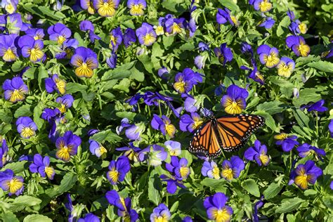 Butterfly Gardening - Smithsonian Gardens