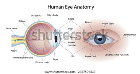 Vector Illustration Medical Infographics Human Eye Stock Vector ...