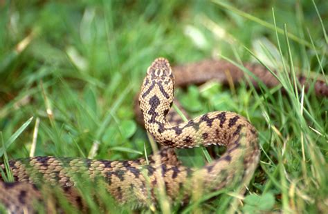 Common European Adder Snake Bite