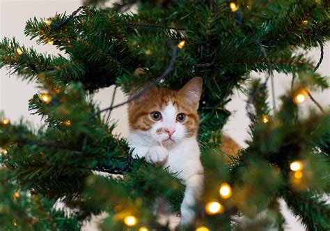 Fonds d'ecran Chat domestique Jour fériés Nouvel An Arbre de Noël ...